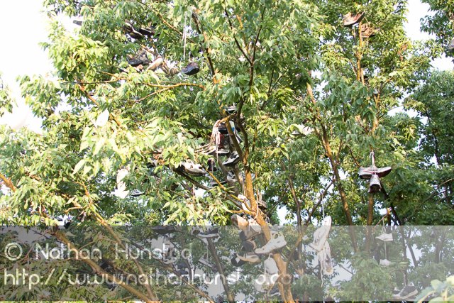 ShoeTree_2008-08-16_IMG_1410